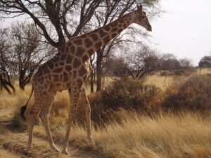 Namibia Car Rentals Giraffe